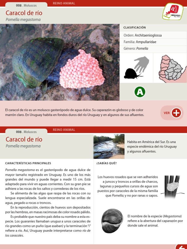Caracol de río: Pomella megastoma en Uruguay | PDF | Río | Uruguay