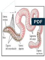 anatomia interna de lombriz