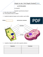 ACTIVIDADES celula