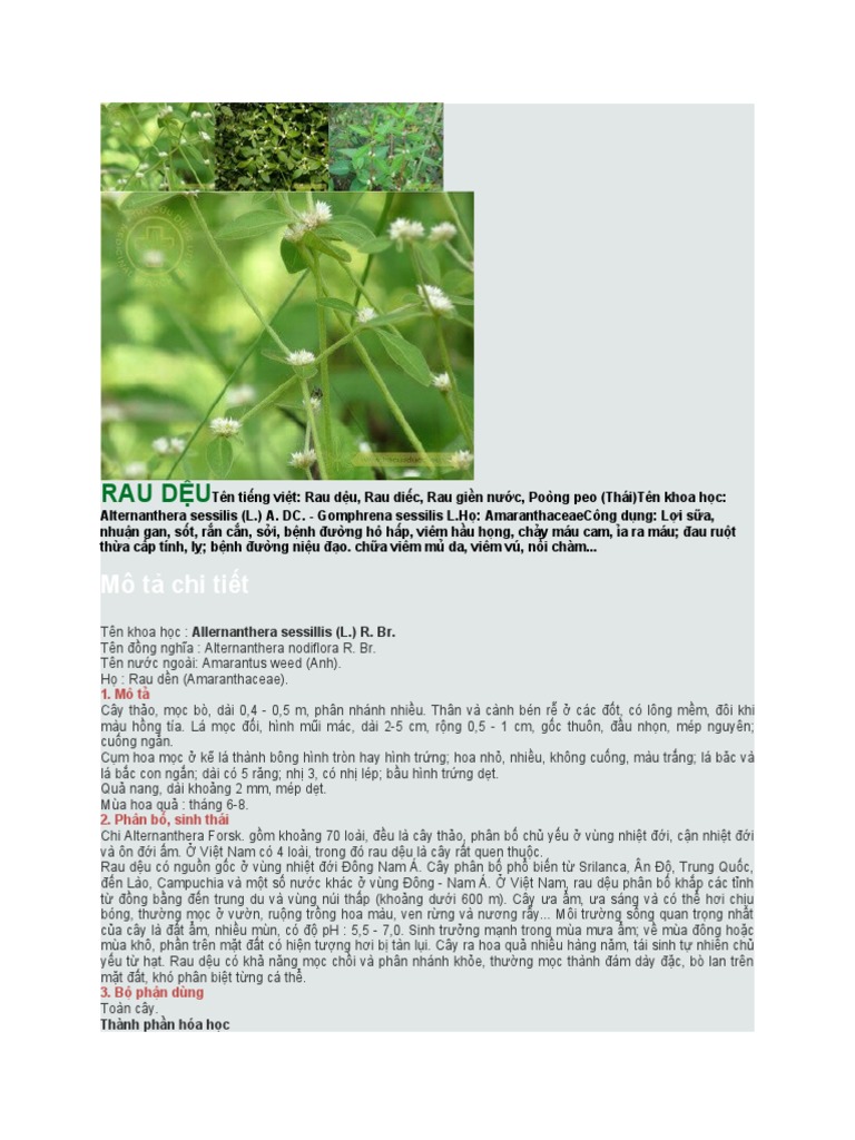 RAU DỆU | PDF