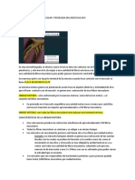 Transmision Neuromuscular y Fisiologia Del Musculo Liso