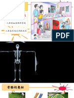 第二课人类 人体的骨骼系统