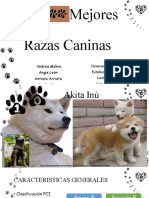 Top 10 Mejores Razas Caninas