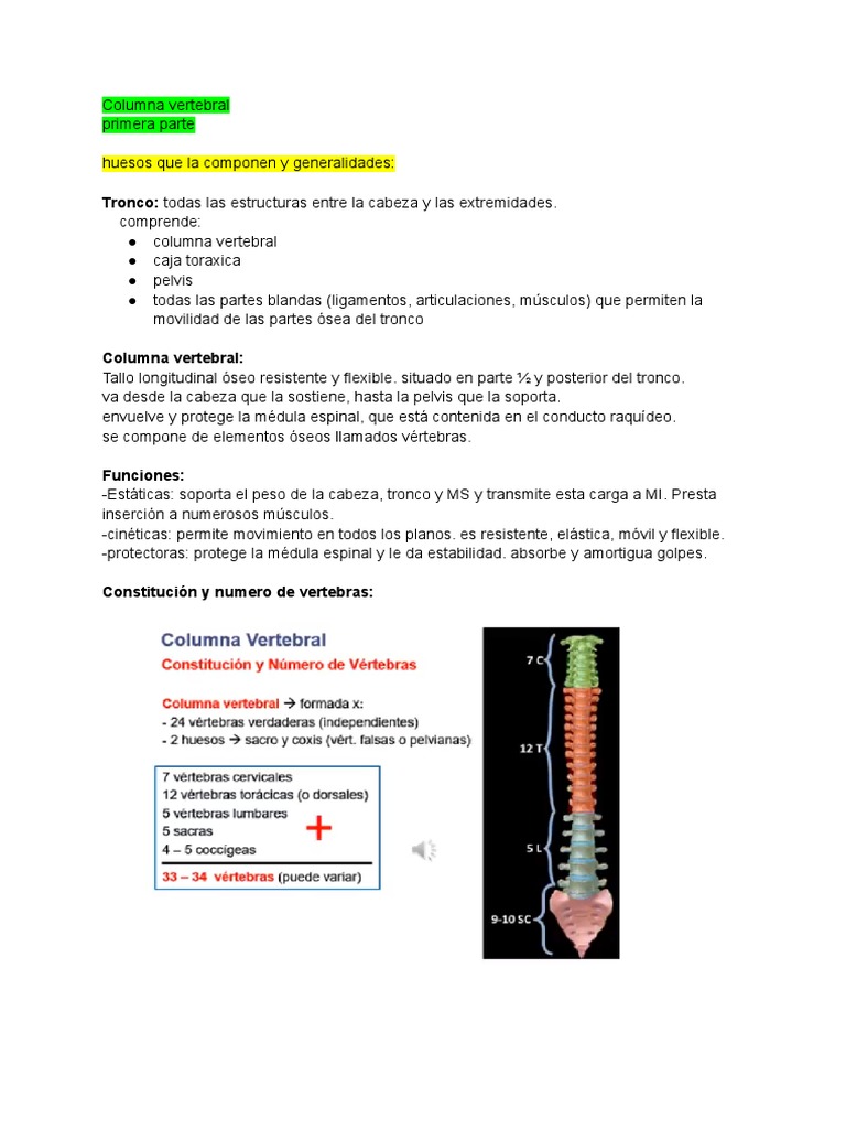 Anatomía y Funciones de la Columna Vertebral | PDF | Vértebra | La ...