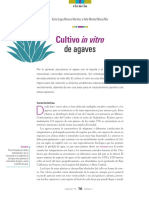 12 72 1 1201 Cultivo Agaves-L