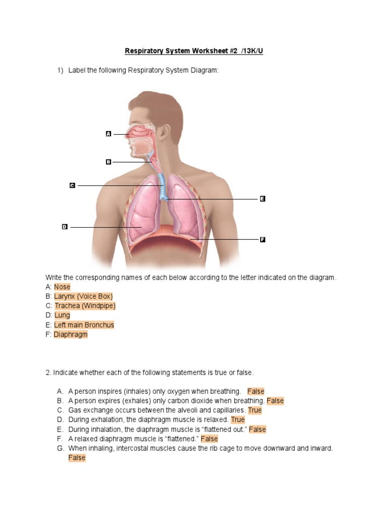 Ss Respiratory System Worksheet #22  PDF For Respiratory System Worksheet Pdf