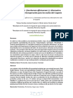 Informe Caña de Azúcar PDF