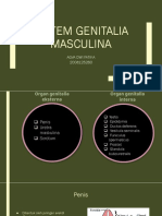 Agva Dwi Fatika_2008125260_sistem Genitalia Masculina-dikonversi