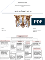 Topografia Del Torax