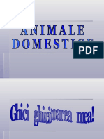 0_animale_domestice