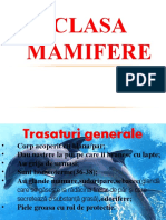 Clasa Mamifere