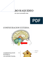 Medula Oblonga Correlaciones