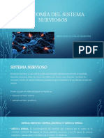 Anatomía Del Sistema Nerviosos (1) (2)