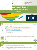 Naturales Tema 5 Estructura - Del - Sistema - Reproductor - Humano