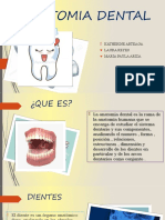 Anatomia Dental Exposicion Ins