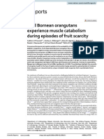 Wild Bornean Orangutans Experience Muscle Catabolism During Episodes of Fruit Scarcity
