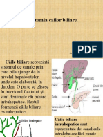 Anatomia cailor biliare
