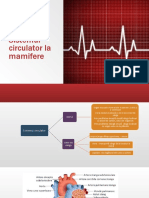 Sistemul Circulator La Mamifere