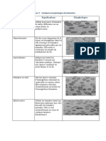 Morphologie Des Hématies Pfe