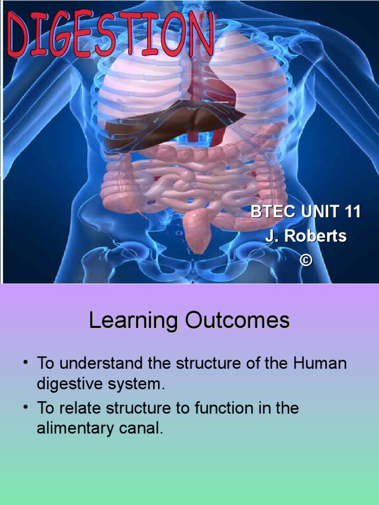 Digestive System Powerpoint PDF Digestion Gastrointestinal Tract