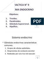 Práctica 9 - Sistema Endocrino