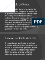 CICLO DE KREBS Power Point