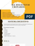 Sistema Digestivo y Urinario