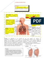 El Sistema Respiratorio Esquema