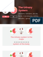 5 Functions of The Urinary System