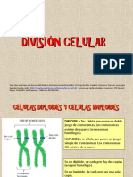 CELULAS DIPLOIDES Y CELULAS HAPLOIDES