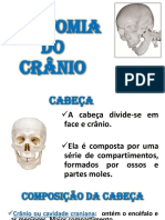 Aula 02 Anatomia de Cranio