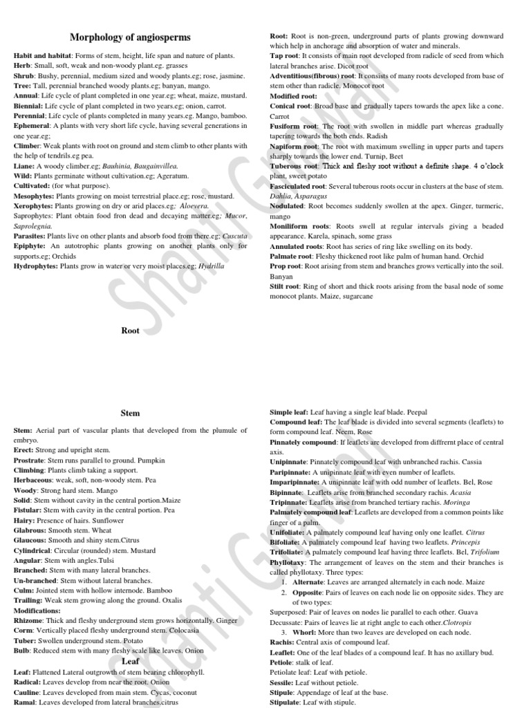 Angiosperm Morphology Overview | PDF | Leaf | Fruit