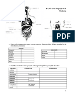 Etimologías Cuerpo Humano - Latín