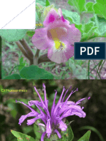 C3 C4 CAM Photosynthesis Variations