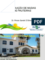 Producao de Mundas de Fruteiras Persio Sandir (2)