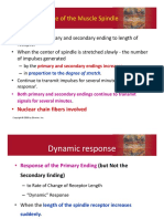 Static Response of The Muscle Spindle