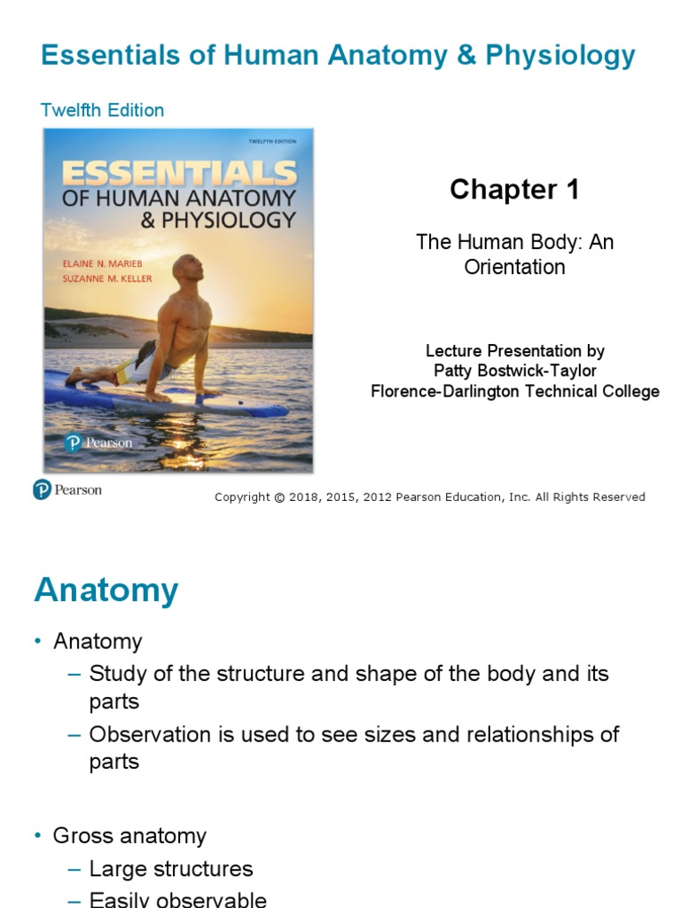 Chapter 1 Anatomy | Download Free PDF | Anatomical Terms Of Location ...