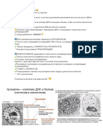 94. эухроматин и гетерохроматин