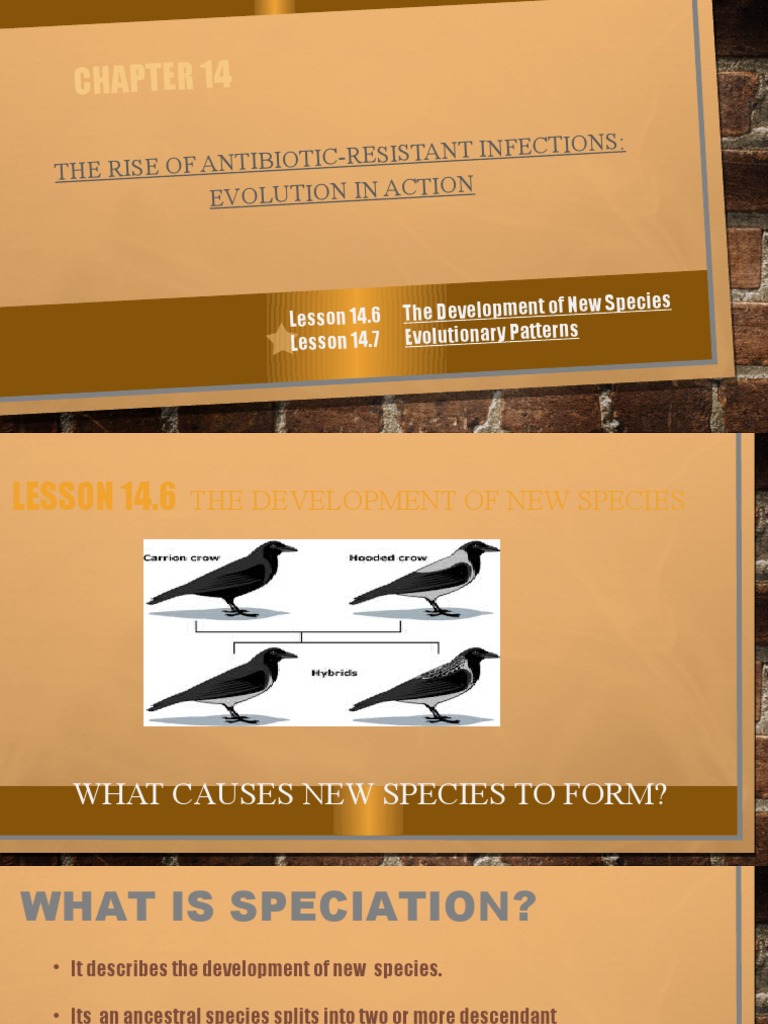 Speciation and Evolutionary Patterns | PDF | Evolution | Species