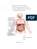 Aparato Digestivo Humano