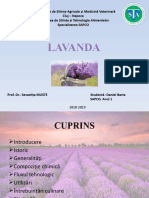 Lavanda