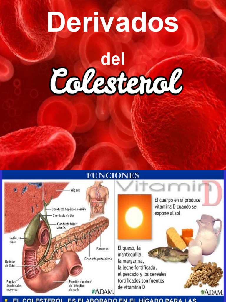 Derivados del Colesterol y Vitamina D | PDF | Vitamina D | Lípido