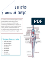 3.principales Venas y Arterias