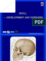 Skull Development and Overview