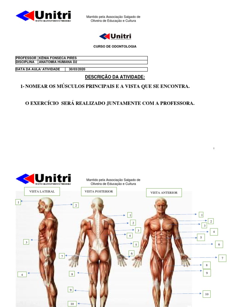 Anatomia, músculos e movimentos dos membros superiores | Kenhub, image size:768x1024