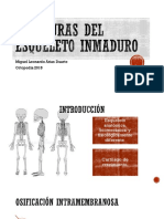 Esqueleto Inmaduro