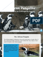 African Penguin Facts: Endangered Species Profile