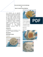 Informe de Labotorio de Microbiología