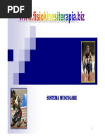 Sistema muscolare 