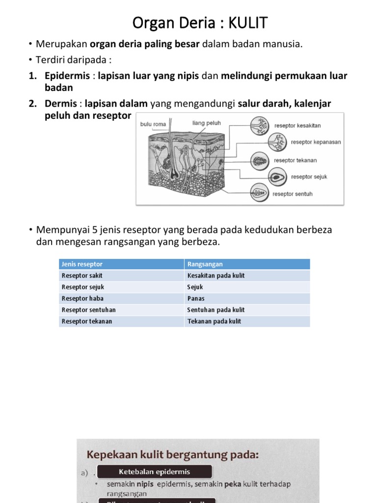 Nota Kulit Had Deria Penglihatan Pdf